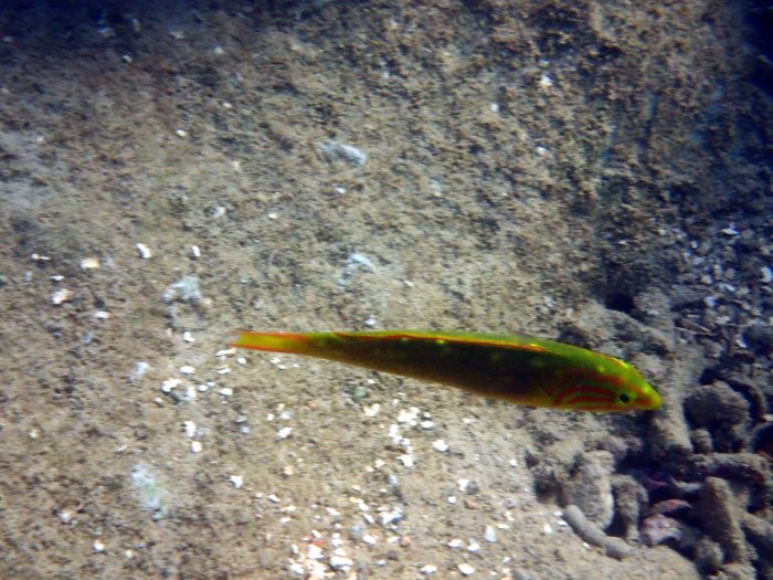 Thalassoma lutescens