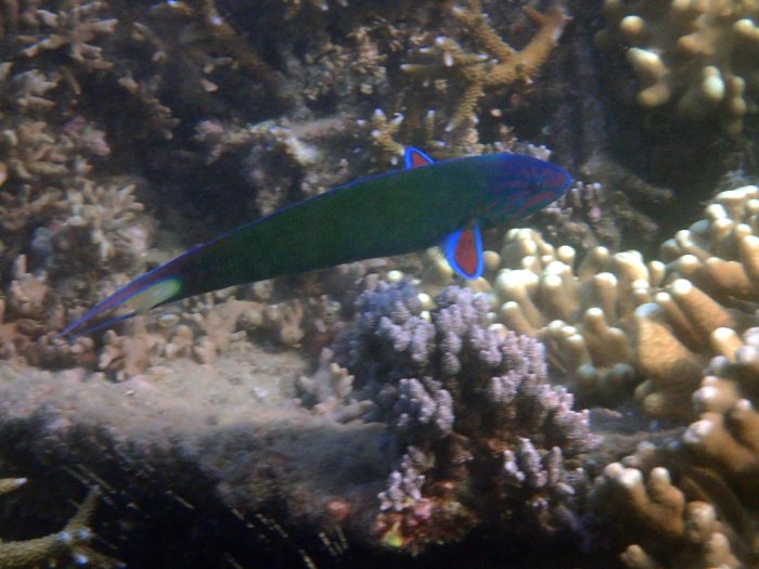 Thalassoma lunare