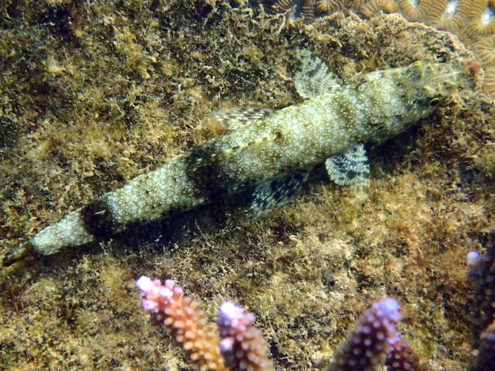 Saurida gracilis