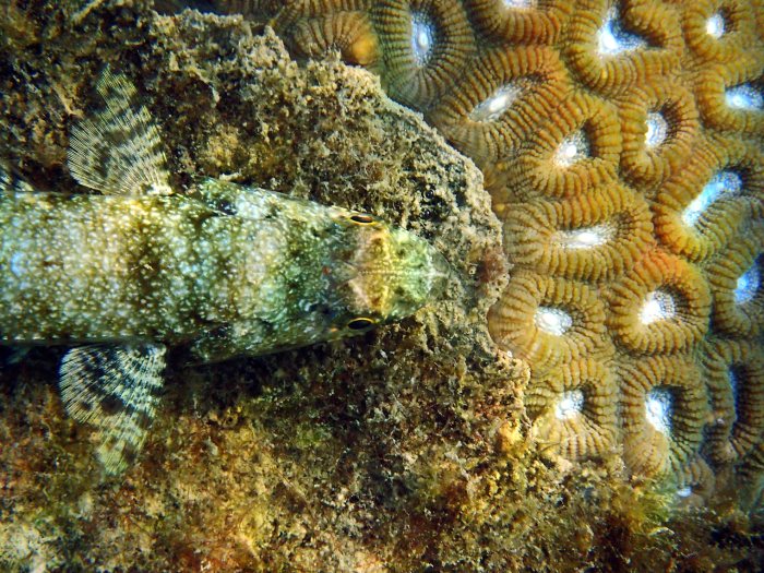 Saurida gracilis