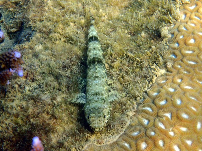 Saurida gracilis