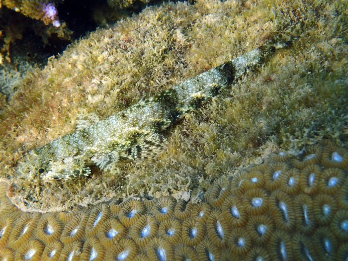 Saurida gracilis