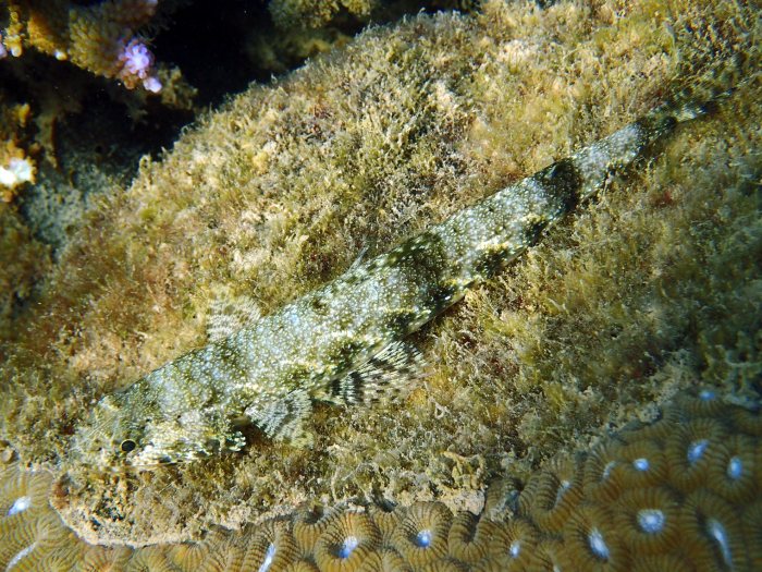 Saurida gracilis