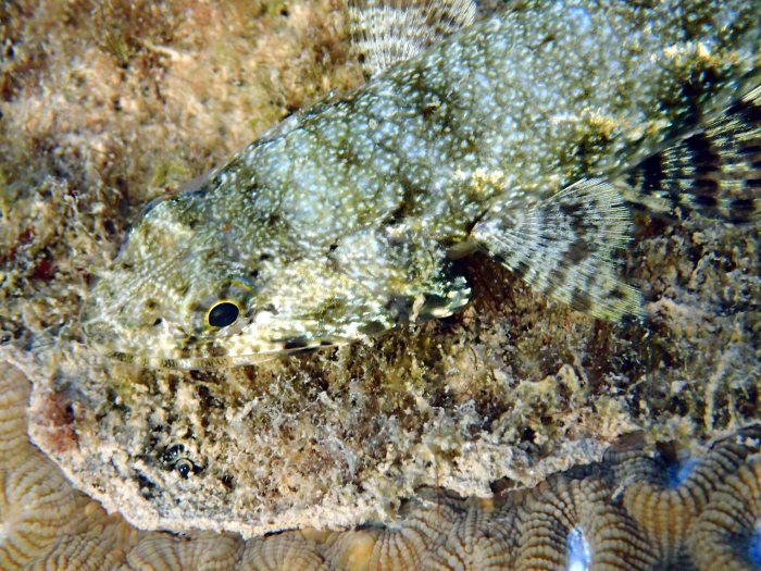 Saurida gracilis