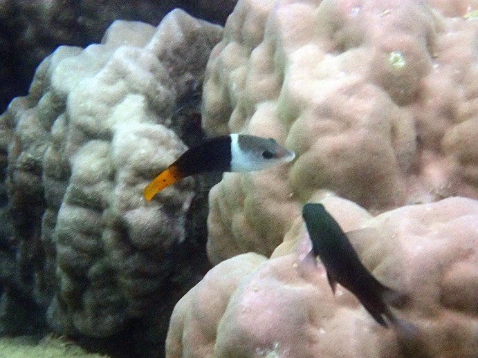 Hemigymnus melapterus