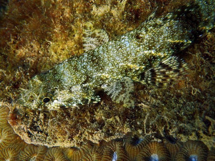 Saurida gracilis
