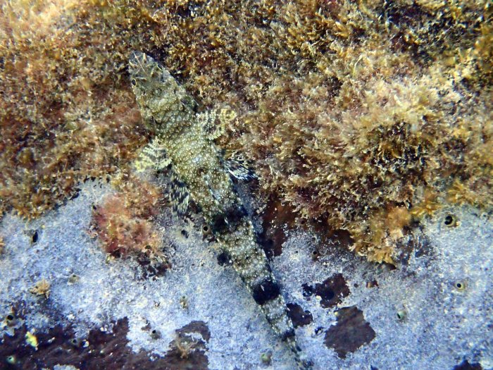 Saurida gracilis