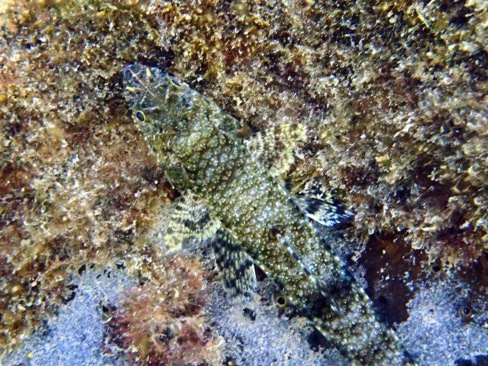 Saurida gracilis