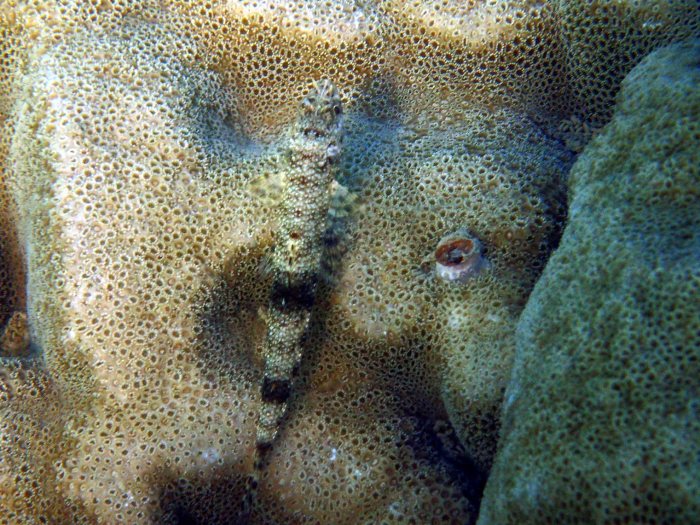 Saurida gracilis