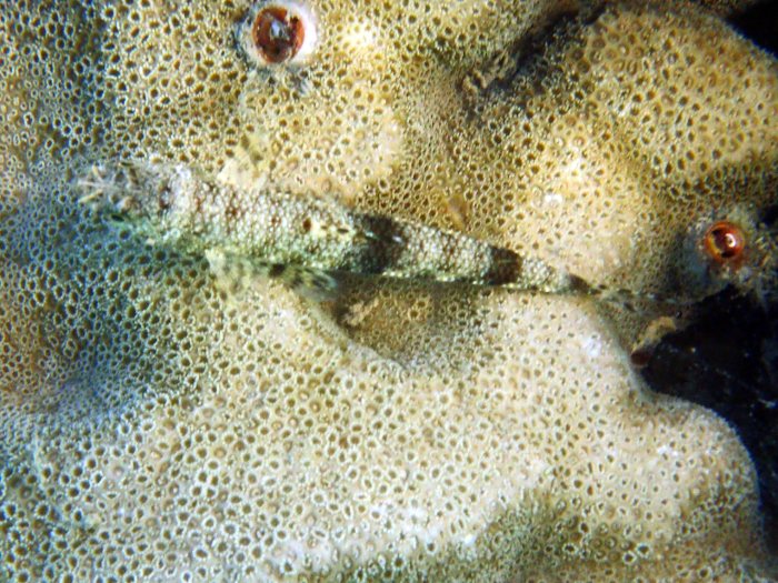 Saurida gracilis