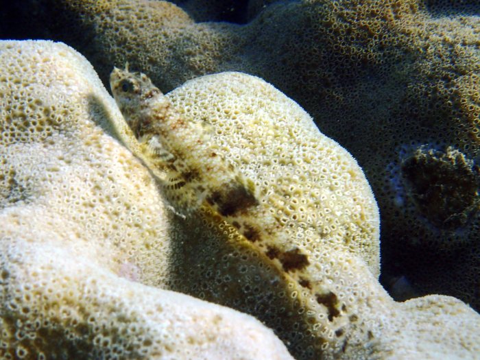 Saurida gracilis