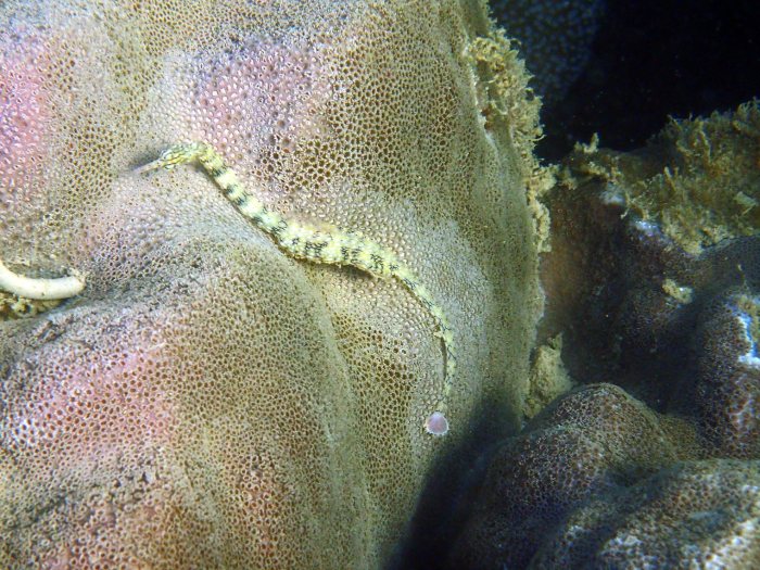 Corythoichthys haematopterus