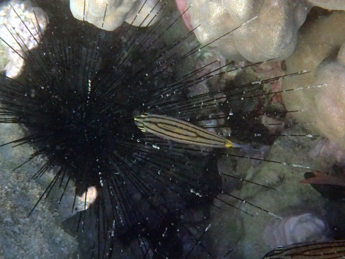 Cheilodipterus quinquelineatus
