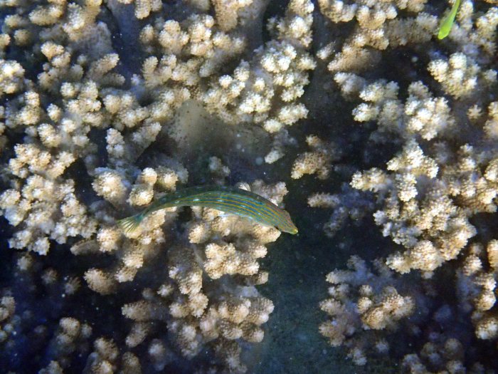 Halichoeres melanurus
