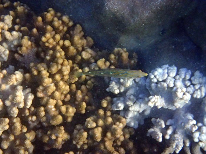 Halichoeres melanurus