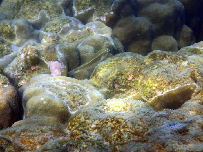 Cheilio inermis