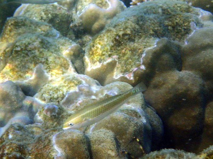 Cheilio inermis