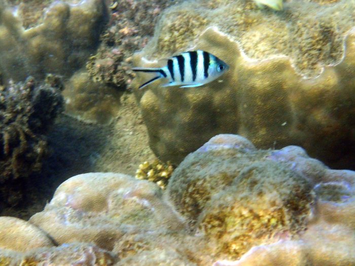 Abudefduf sexfasciatus