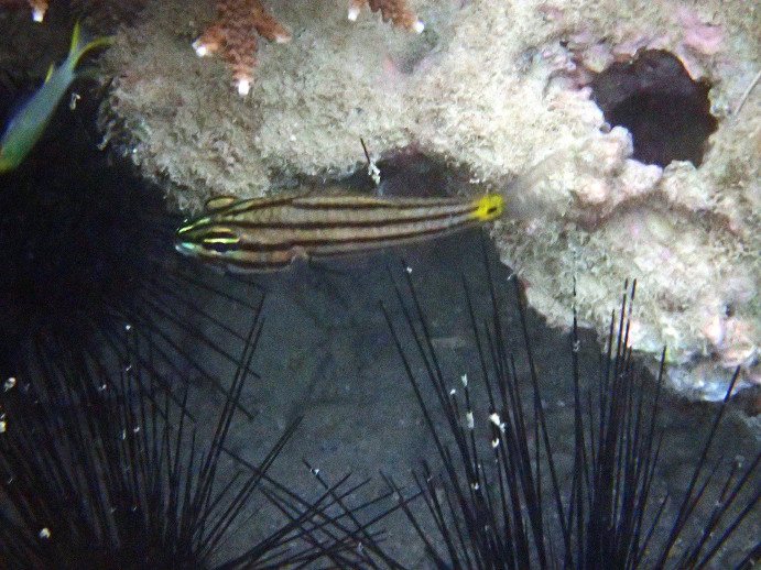 Cheilodipterus quinquelineatus
