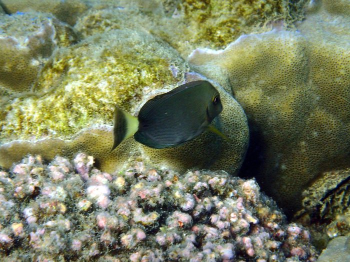 Acanthurus blochii