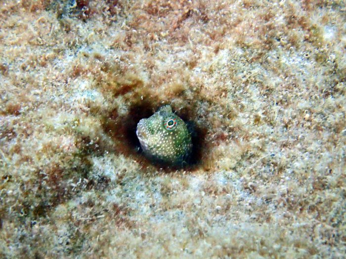 Crossosalarias macrospilus