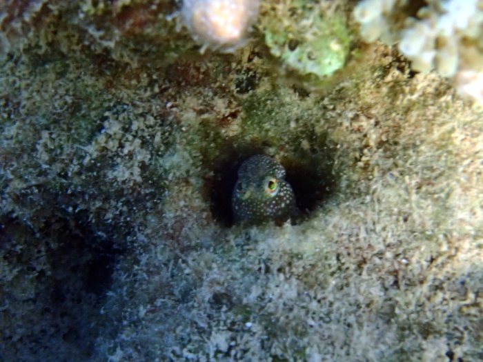 Crossosalarias macrospilus