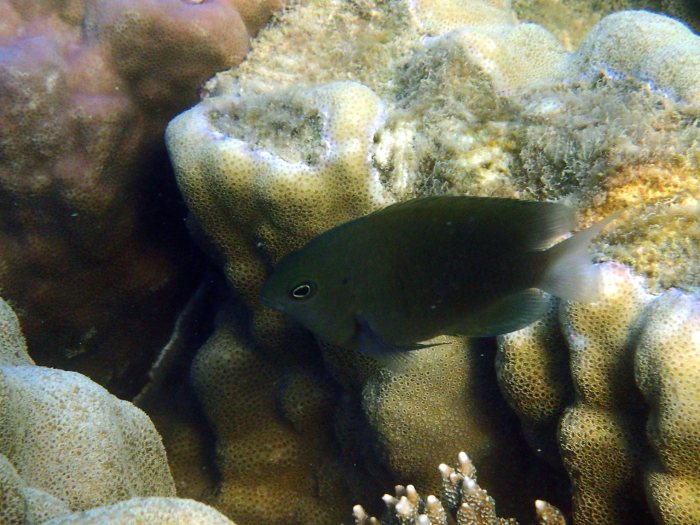 Pomacentrus adelus