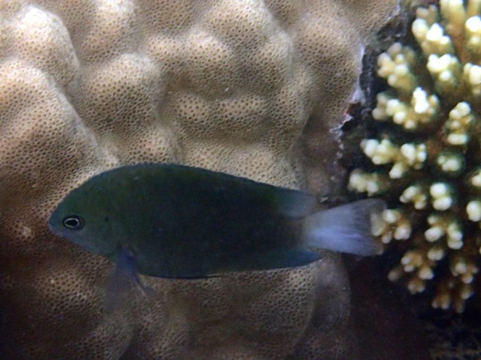 Pomacentrus adelus
