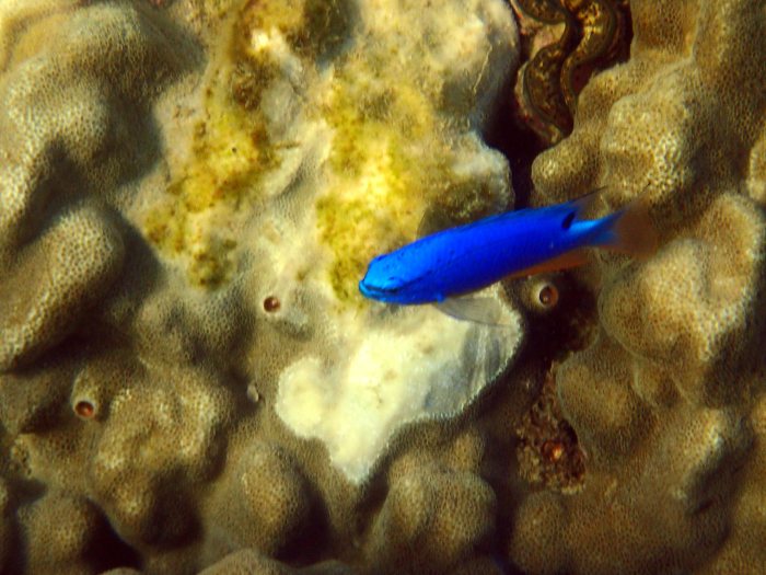 Chrysiptera taupou