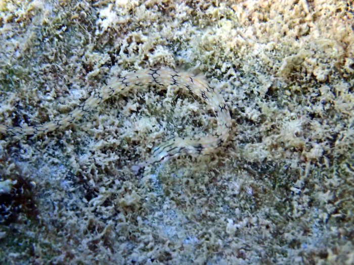 Corythoichthys haematopterus