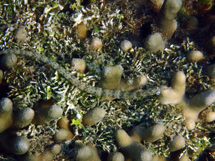 Corythoichthys haematopterus