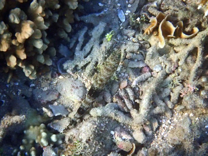 Saurida gracilis