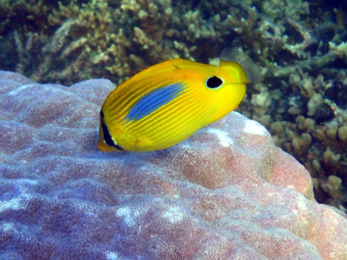 Chaetodon plebeius