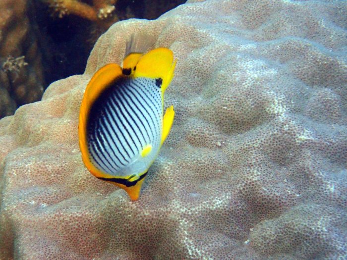 Chaetodon melannotus