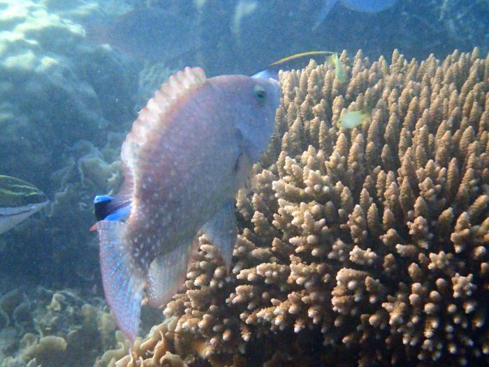 Cheilinus chlorourus