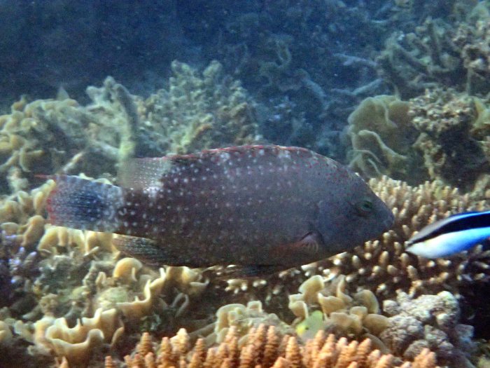 Cheilinus chlorourus