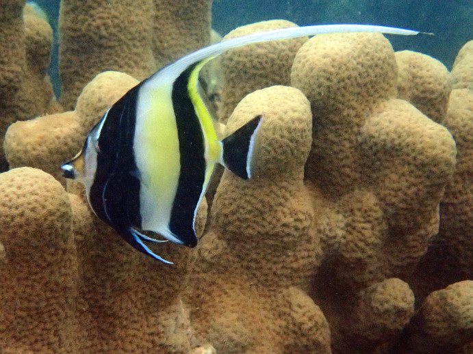 Zanclus cornutus