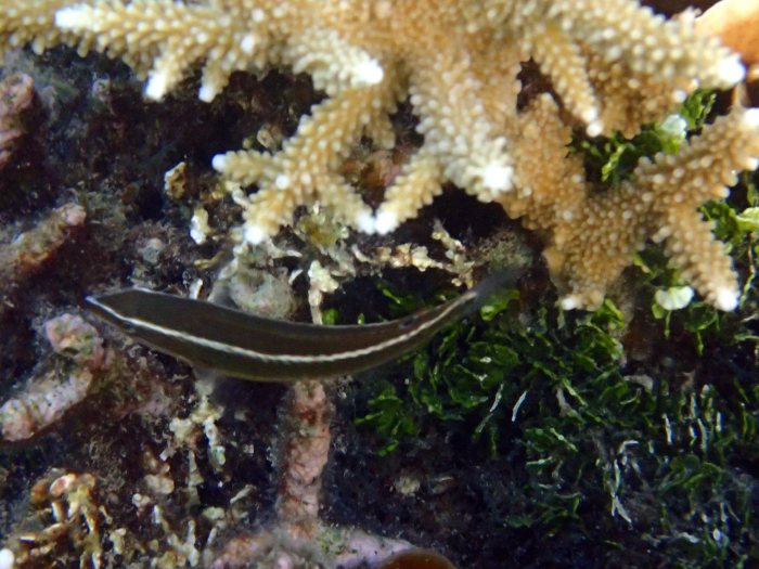 Halichoeres chloropterus