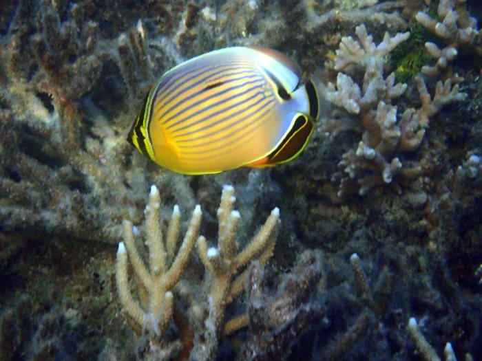 Chaetodon lunulatus