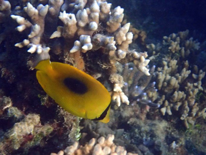Chaetodon speculum