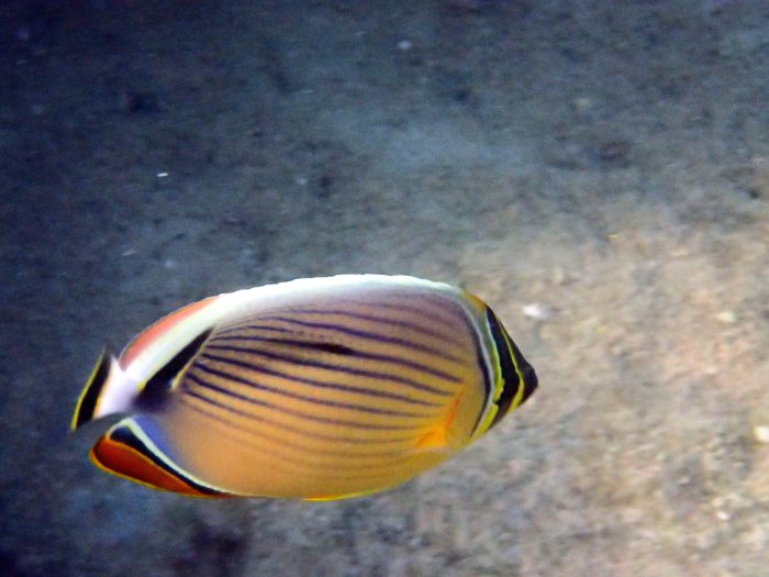 Chaetodon lunulatus