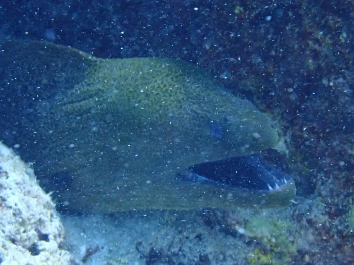 Gymnothorax flavimarginatus