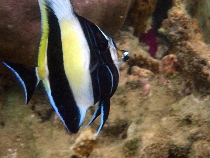 Zanclus cornutus