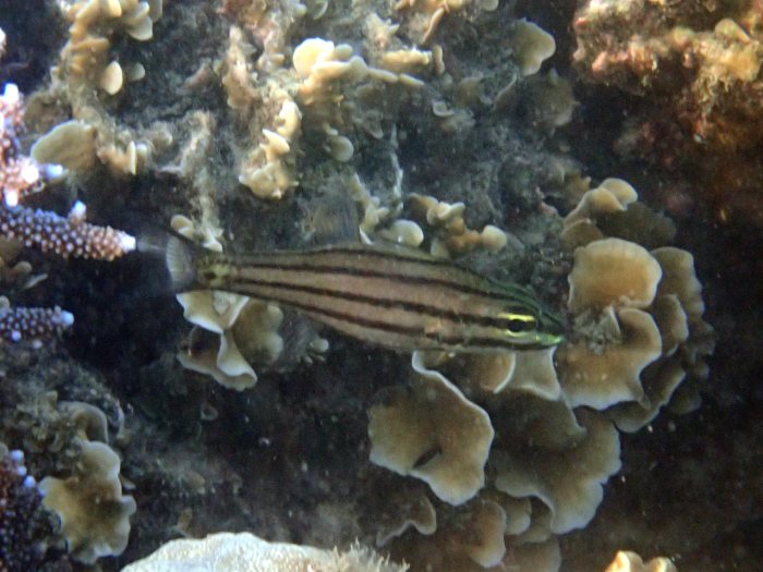Cheilodipterus quinquelineatus