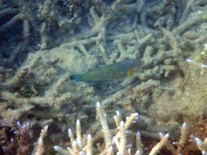 Halichoeres melanurus