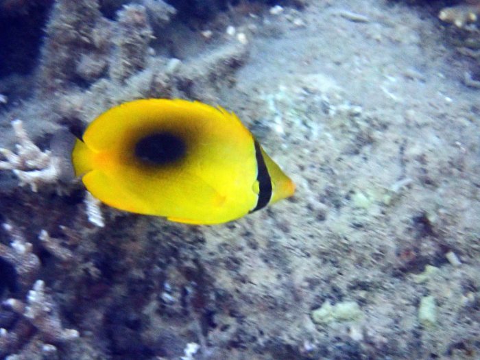 Chaetodon speculum