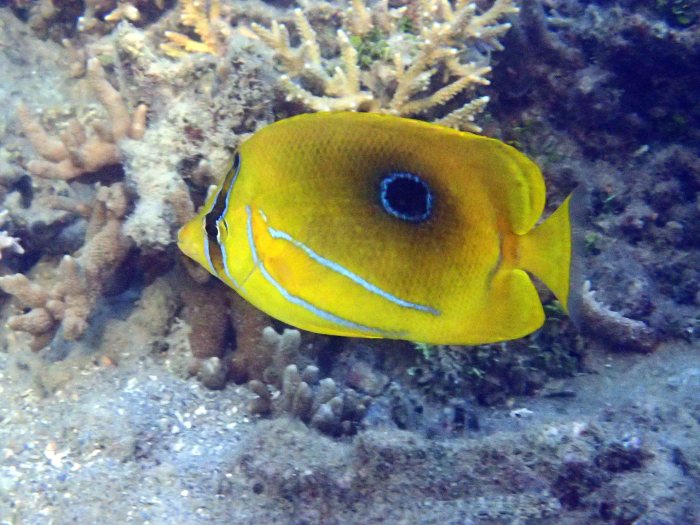 Chaetodon bennetti