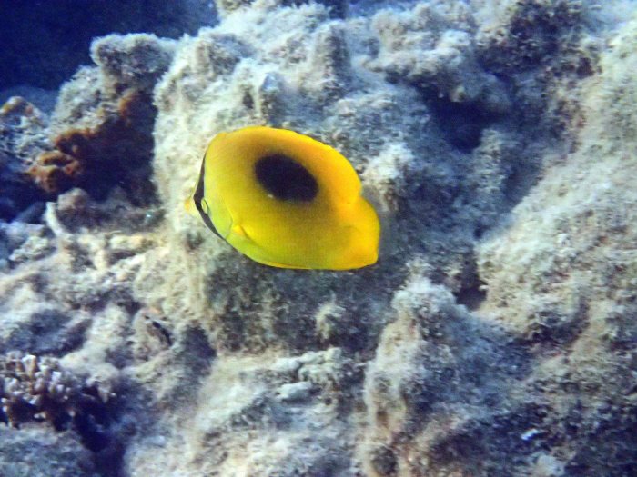 Chaetodon speculum