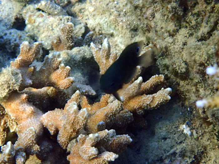 Pomacentrus adelus