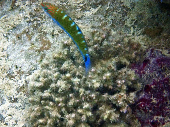 Thalassoma lunare